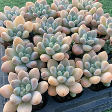 画像をギャラリービューアに読み込む, キャンディ