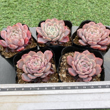 画像をギャラリービューアに読み込む, ラフィート