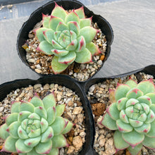 画像をギャラリービューアに読み込む, ピンククリスタルローズ