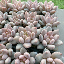 画像をギャラリービューアに読み込む, キャンディ美人10苗セット