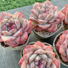 画像をギャラリービューアに読み込む, ダイヤモンドジェニー