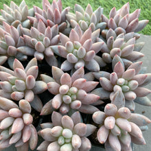 画像をギャラリービューアに読み込む, ソロモン10苗セット