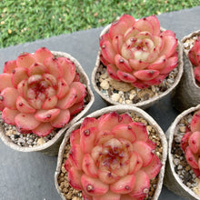 画像をギャラリービューアに読み込む, クレバージェニー