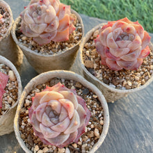 画像をギャラリービューアに読み込む, シナスター