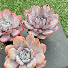 画像をギャラリービューアに読み込む, ミルクキャップ