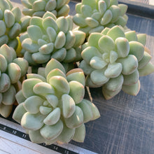 画像をギャラリービューアに読み込む, バブルガム