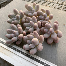 画像をギャラリービューアに読み込む, カンナ