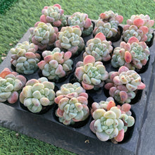 画像をギャラリービューアに読み込む, ラウル