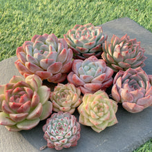 画像をギャラリービューアに読み込む, 新苗9種全部セット