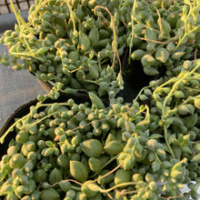 画像をギャラリービューアに読み込む, ピーチネックレス