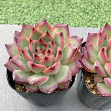 画像をギャラリービューアに読み込む, ファイアピラー