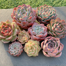 画像をギャラリービューアに読み込む, 新苗9種全部セット