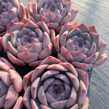 画像をギャラリービューアに読み込む, キャロライン