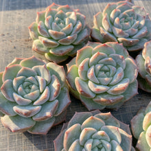 画像をギャラリービューアに読み込む, フロスティング