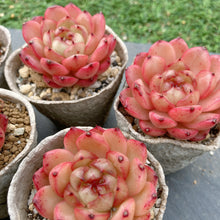 画像をギャラリービューアに読み込む, クレバージェニー