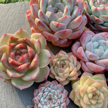 画像をギャラリービューアに読み込む, 新苗9種全部セット