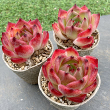 画像をギャラリービューアに読み込む, ピュオーラ