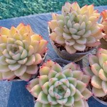 画像をギャラリービューアに読み込む, スパークル