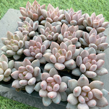 画像をギャラリービューアに読み込む, キャンディ美人