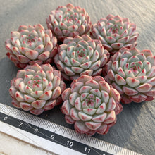 画像をギャラリービューアに読み込む, ブルーミニマ