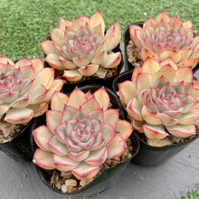 画像をギャラリービューアに読み込む, レッドウォーブラー