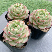 画像をギャラリービューアに読み込む, グレープジェニー