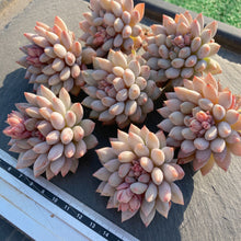 画像をギャラリービューアに読み込む, ガム