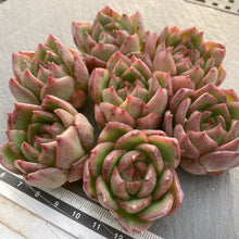 画像をギャラリービューアに読み込む, チリアン