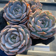 画像をギャラリービューアに読み込む, パープルクイーン