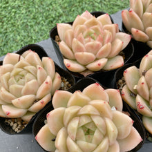 画像をギャラリービューアに読み込む, マルガン