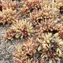 画像をギャラリービューアに読み込む, アイクソウル錦綴化