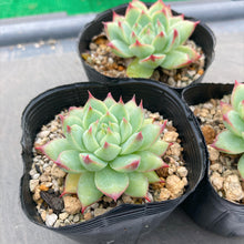 画像をギャラリービューアに読み込む, ピンククリスタルローズ