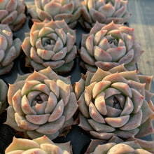 画像をギャラリービューアに読み込む, ポセイドン