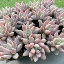 画像をギャラリービューアに読み込む, ソロモン