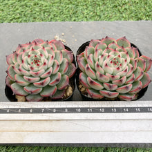 画像をギャラリービューアに読み込む, シバルリー