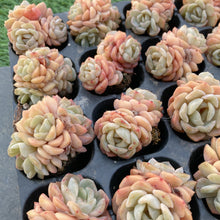 画像をギャラリービューアに読み込む, ダルシマー