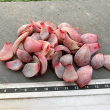 画像をギャラリービューアに読み込む, モンロー10枚