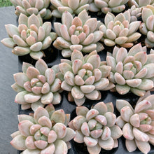 画像をギャラリービューアに読み込む, イリュージョン