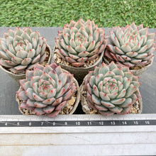 画像をギャラリービューアに読み込む, ティッピー