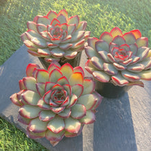 画像をギャラリービューアに読み込む, ミートソースローズ