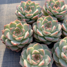 画像をギャラリービューアに読み込む, マドンナ