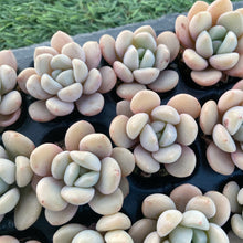 画像をギャラリービューアに読み込む, ホワイトデュー