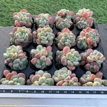 画像をギャラリービューアに読み込む, ラウル