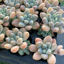 画像をギャラリービューアに読み込む, キャンディ