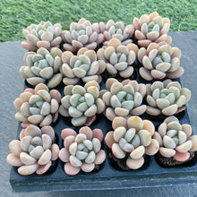 画像をギャラリービューアに読み込む, ホワイトデュー