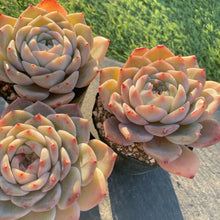 画像をギャラリービューアに読み込む, ガラスジャー