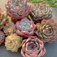 画像をギャラリービューアに読み込む, 新苗9種全部セット