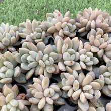 画像をギャラリービューアに読み込む, イエローオレンジ