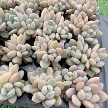 画像をギャラリービューアに読み込む, イエローオレンジ