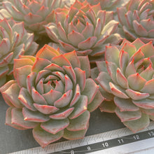 画像をギャラリービューアに読み込む, リンドシアナ